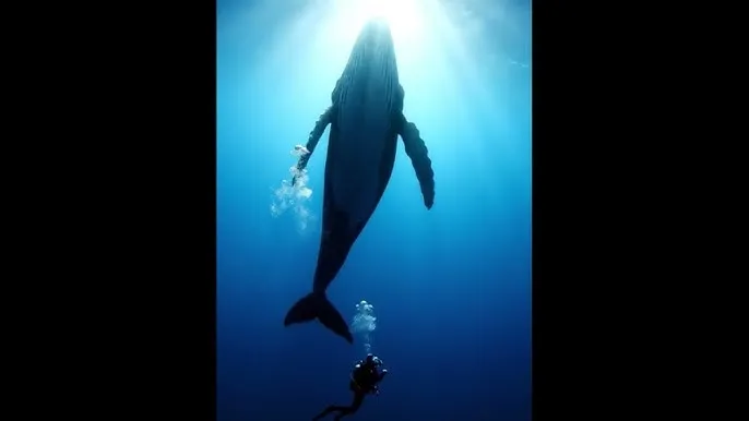 黑料视频 - 深蓝星球：探索海洋深处的未知世界